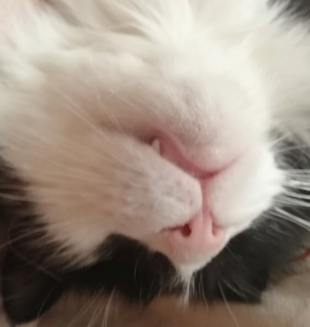 Видит 10 сон и видимо кусает там кого-то