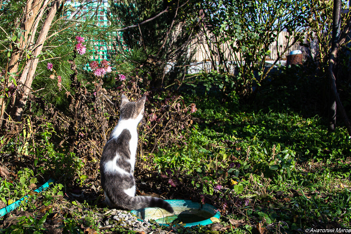 На фото: кошка Кокошка слушает музыку зимнего сада.