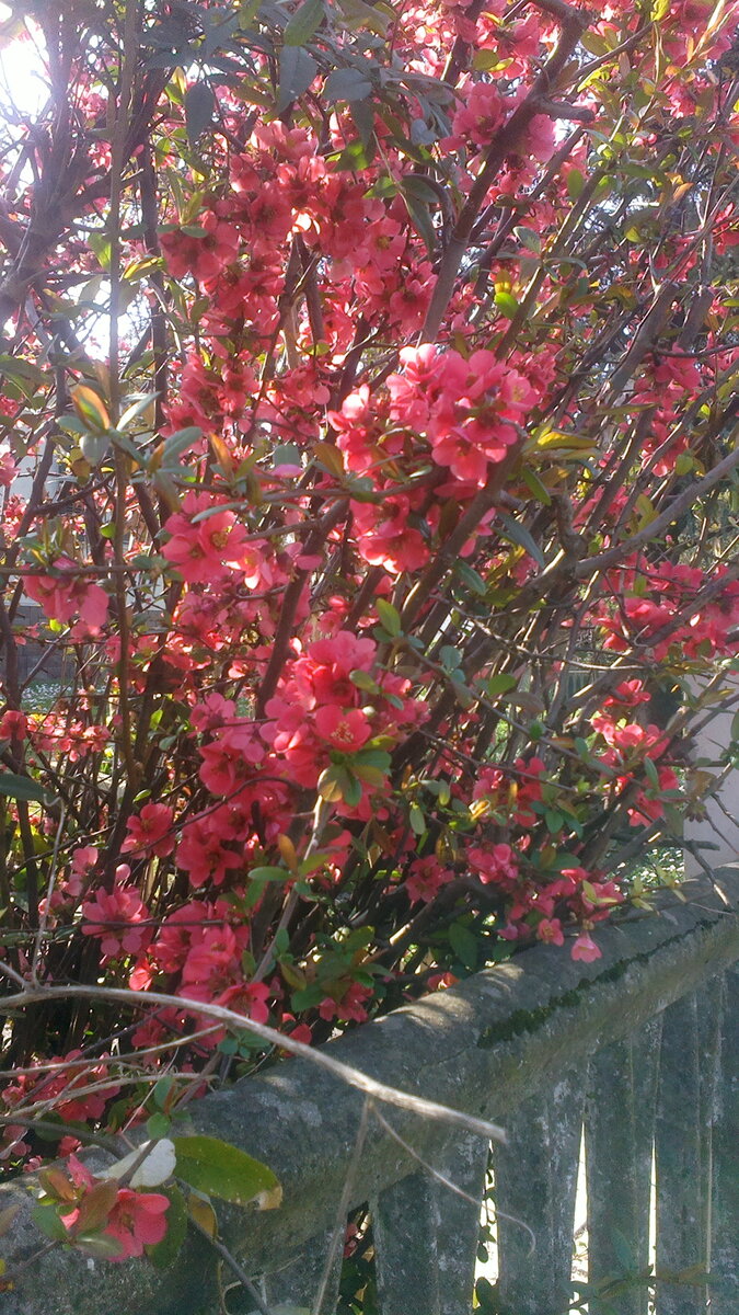 Фото цветов. Просто для настроения