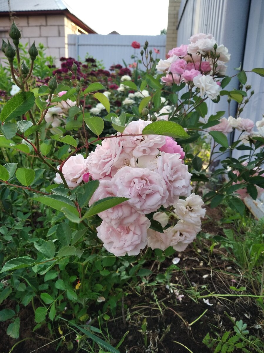 Миниатюрные розы идеальны для оформления клумб