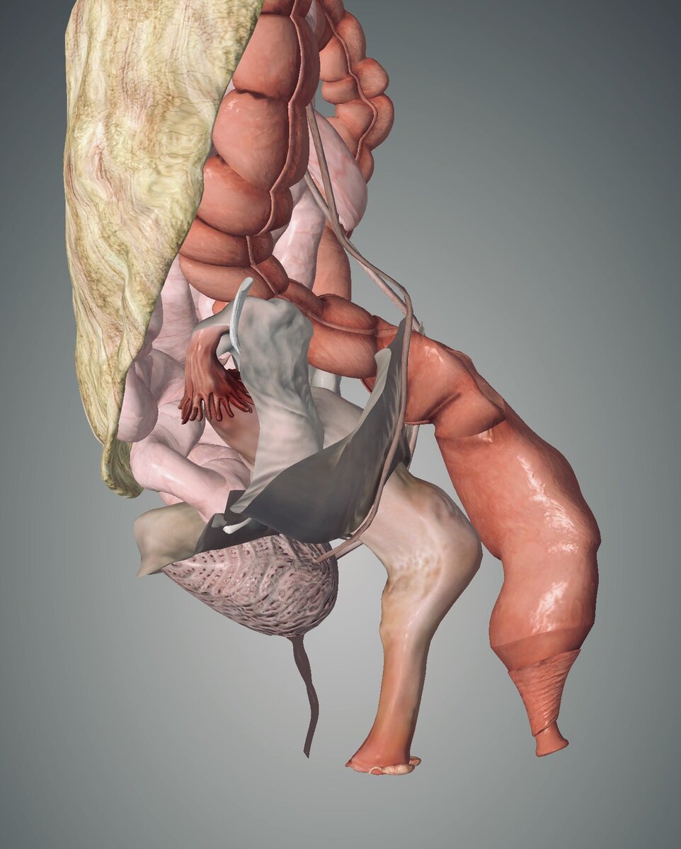 Матка женщины анатомия и расположение фото