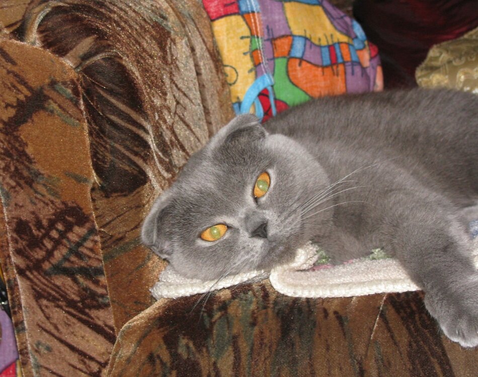 Кошачьи глаза, как два Солнца горят