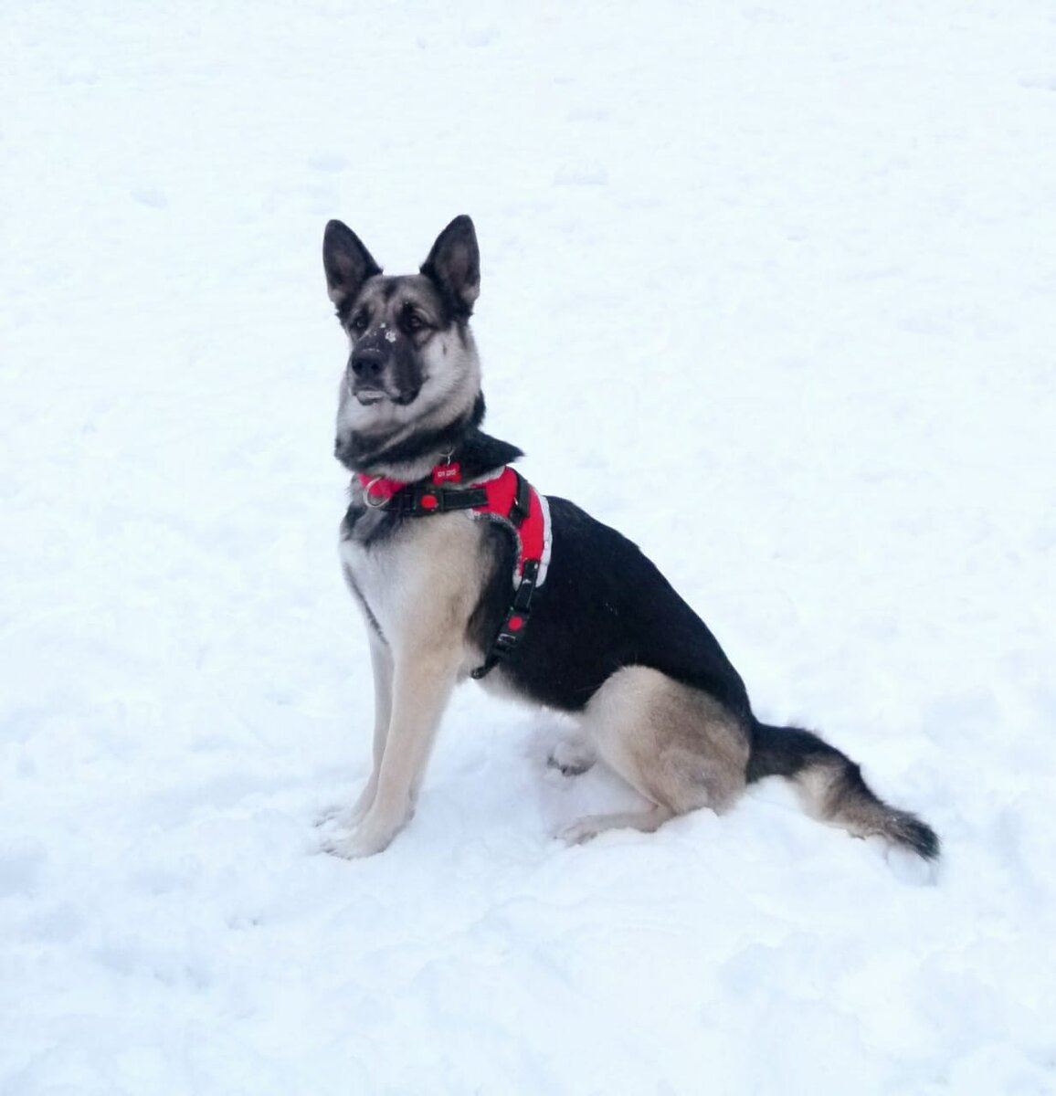 Желающих подарить дом этой собаке было много. Все последние дни мы проводили смотрины.  И в итоге, наконец, нашлись люди, с которыми, что называется, всё сошлось