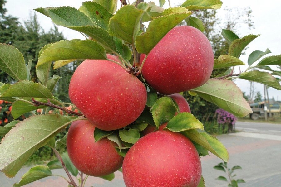 Самый высокоурожайный раннезимний сорт яблони чешской селекции! Что это за сорт? Этот сорт яблони очень популярен в России!