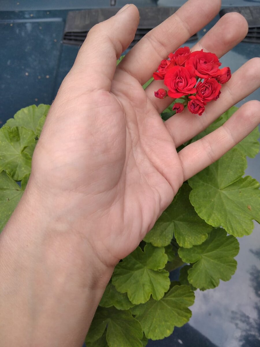 Шапка только начала распускаться. Цвет шапки и листьев прям такой. 