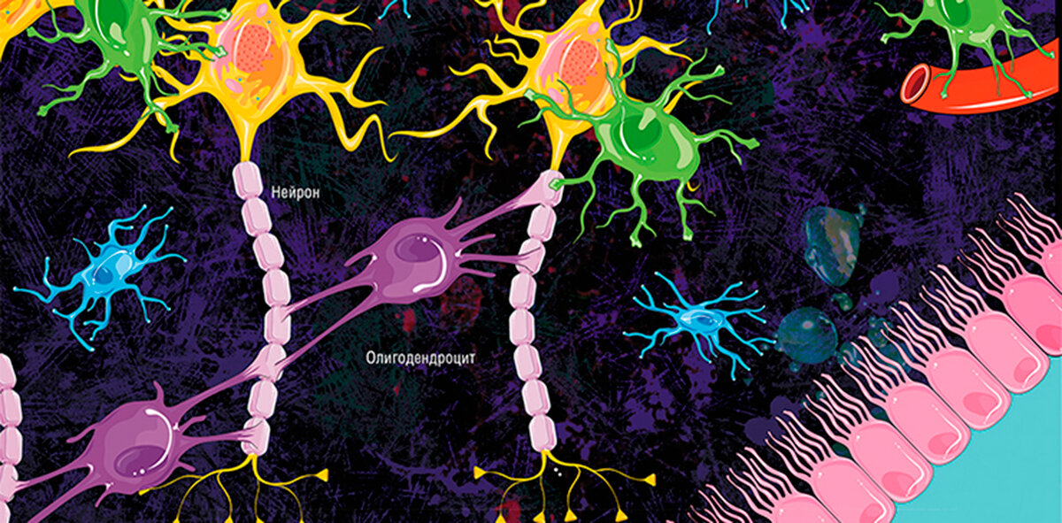 Главный «кабель» нейрона – аксон, покрыт миелиновой оболочкой, напоминающей цепочку изоляторов. © Servier Medical Art
