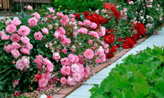 Розы в ландшафтном дизайне садового участка