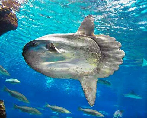 Лунные рыбы имеют уникальный цвет тела, хотя их основной цвет в основном серый с легкой радугой, они могут изменить его в мгновение ока, в зависимости от стрессовых ситуаций, таких как нападение хищника.