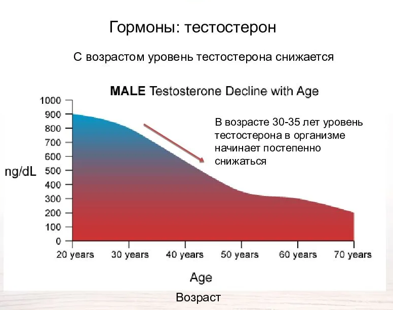 Тестостерон график от возраста. График выработки тестостерона у мужчин. Зависимость тестостерона от возраста. Снижение уровня тестостерона. Нормы либидо