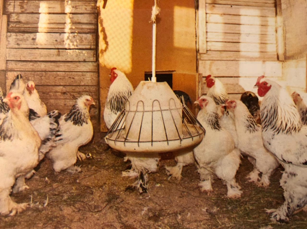 Наше породное стадо Брамы белой жемчужной