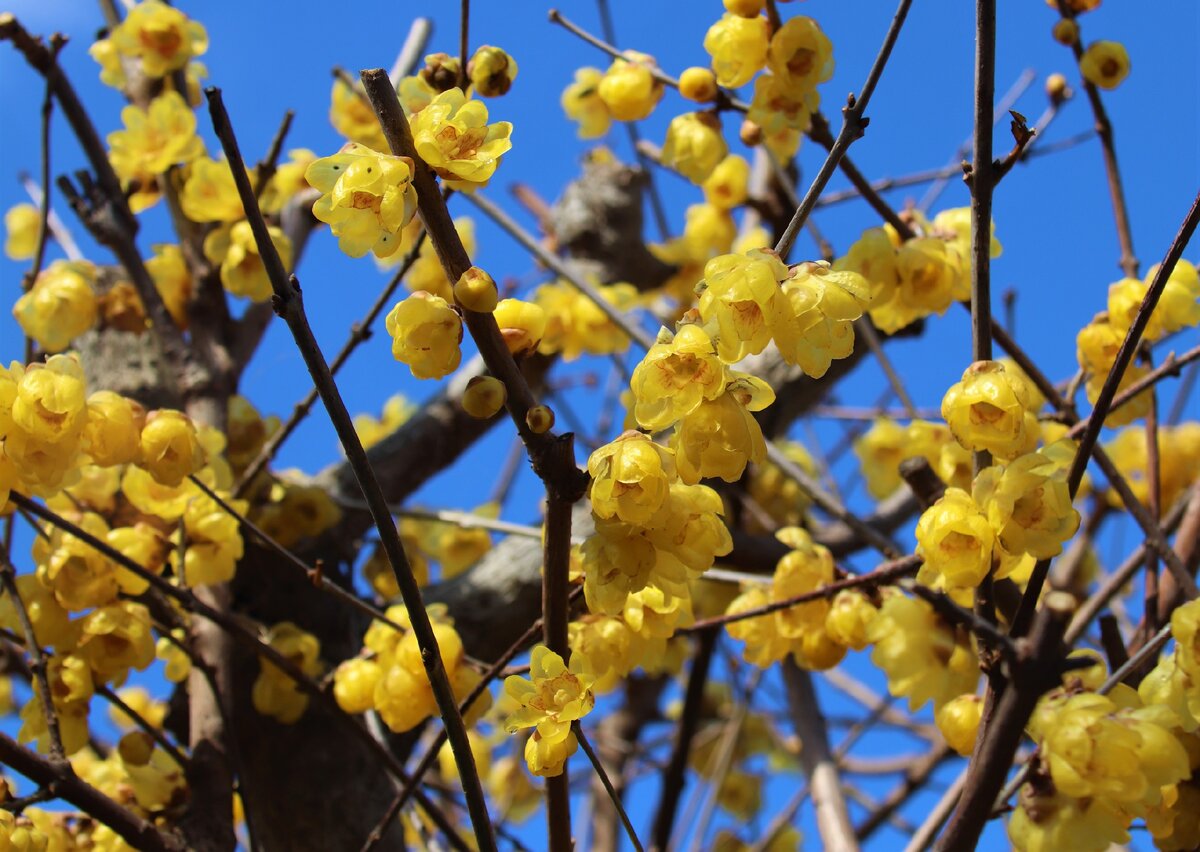 Январь. Слива цветет