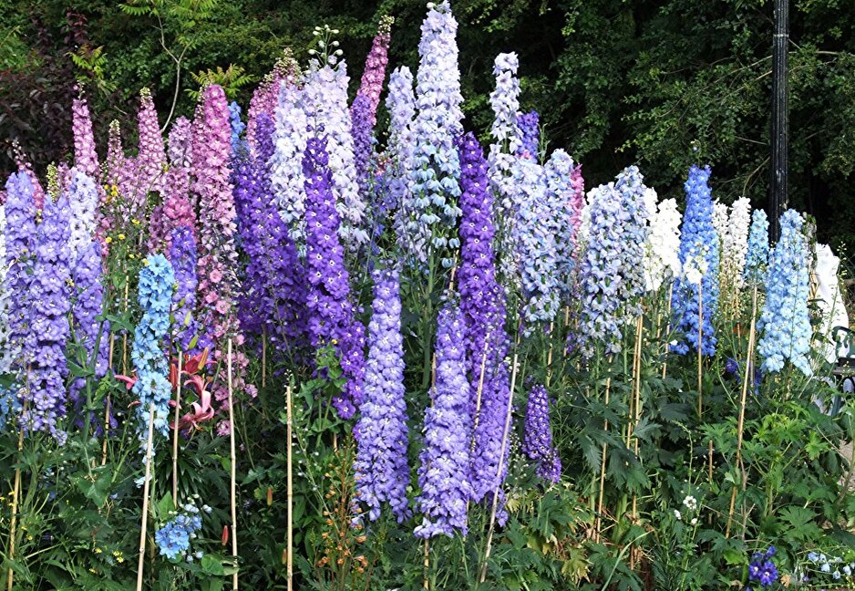 Дельфиниумы. Фото из Интернета.