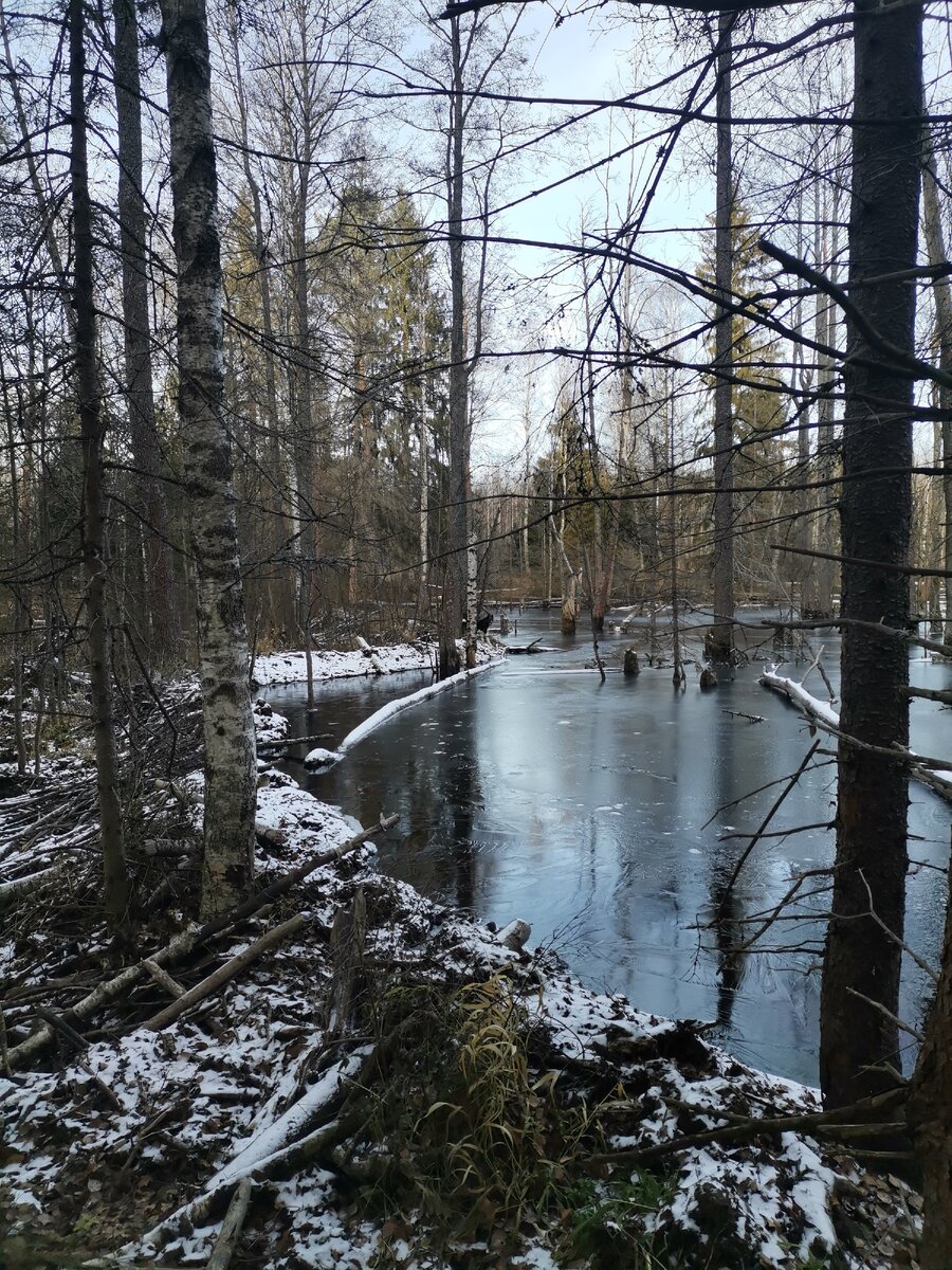 Весенний лес.