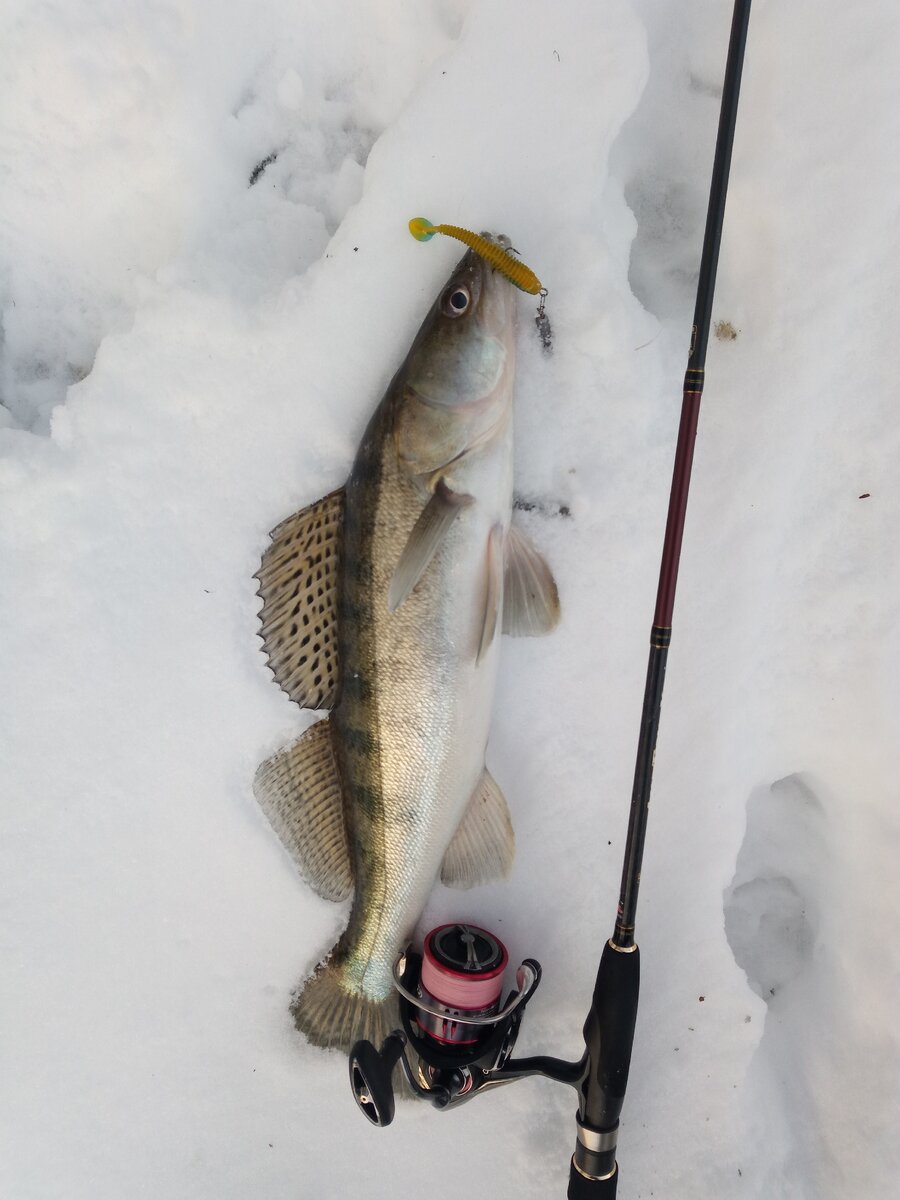 Спиннинг подходящий для ловли зимой.