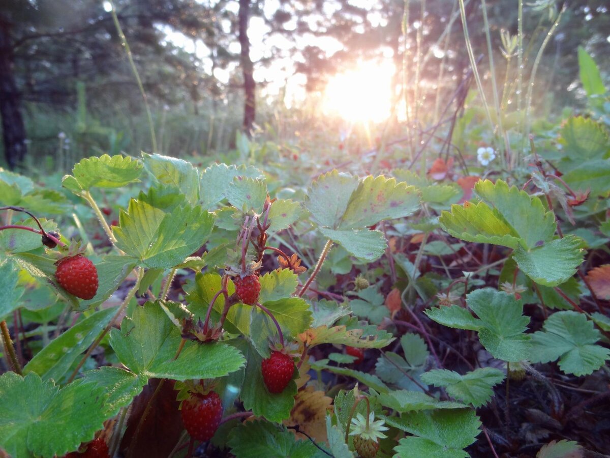 Не очень крупная, но много...