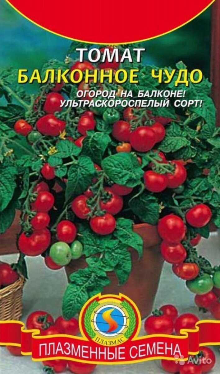 балконное чудо помидоры семена. томат вишневидный балконное чудо красный. семена томатов черри аэлита. чудо помидоры семена. семена томат сибирское чудо.