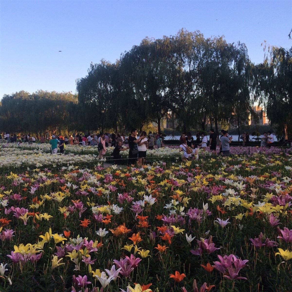 Шеньян, выставка лилий, 2018