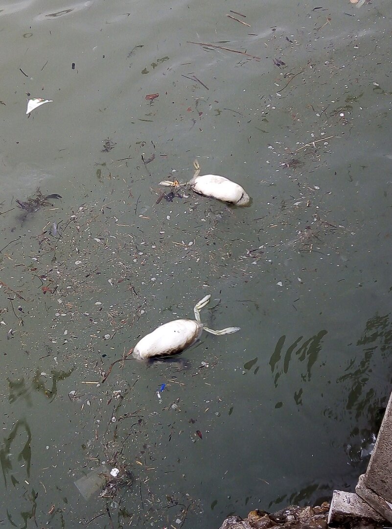 мёртвые птички в Новороссийске в море 