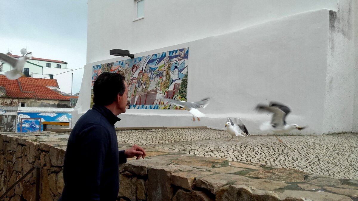 Чайки-попрошайки на рыбном рынке. На фото 3  рыба и цены за кг, но это в 2017 году. Сейчас может дороже