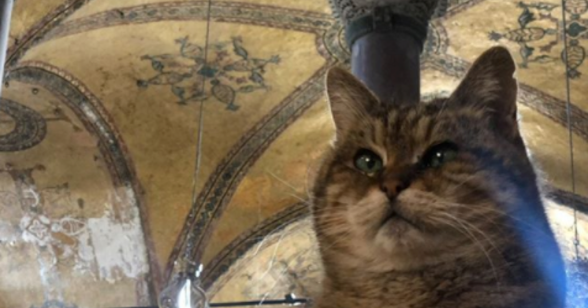 Турецкий город прославившийся кошками. Кот в соборе Святой Софии.