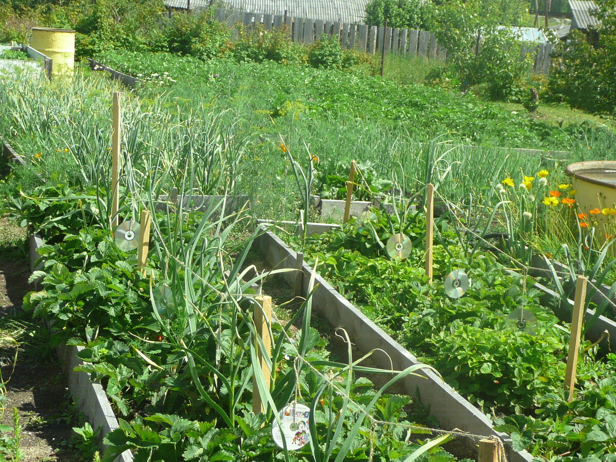 фото автора. Наш огородный участок