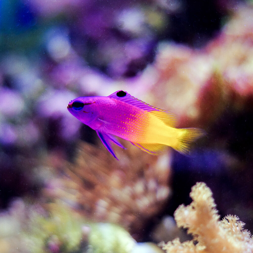 Грамма королевская Gramma loreto