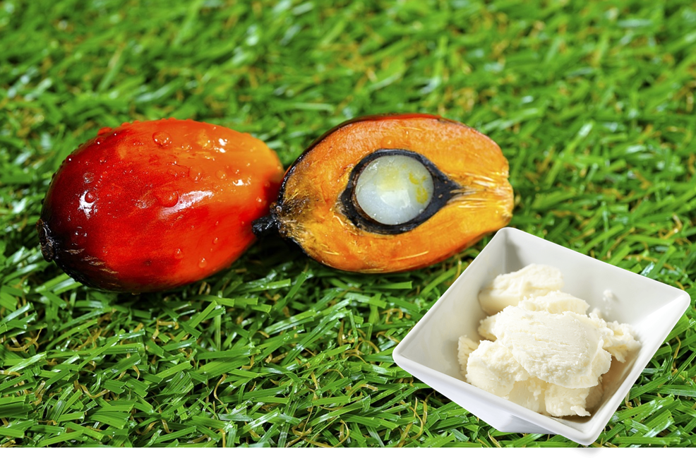 Плоды масленичной пальмы и рафинированное масло, получаемое из их мякоти