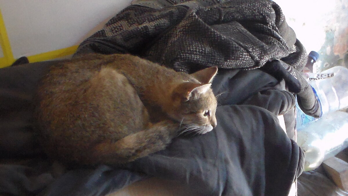 Это Няша. Наверное, стихи пишет...