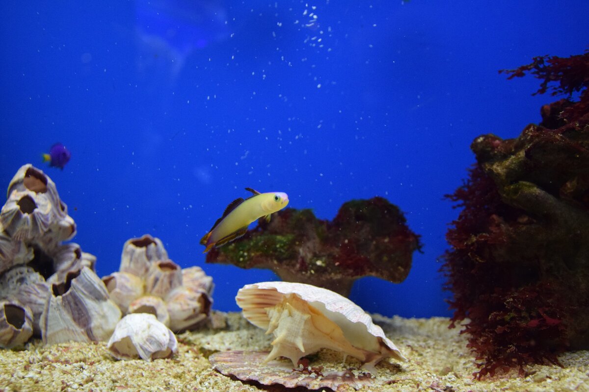 Музей мирового океана, Калининград, 2019 г.