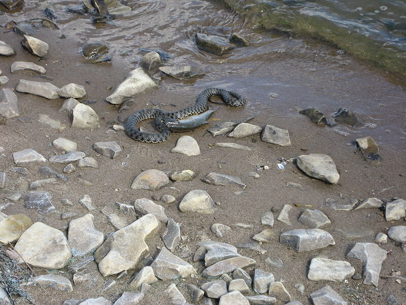 Источник фото: wikipedia.org