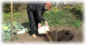 Яблоня – дерево, имеющее уникальные возможности. Именно это дерево считается первым на земле и о нем указано в Библии как о «дереве познания». Плоды яблони имеют огромное количество витаминов.Считается что дерево не прихотливое, но как правильно посадить яблоню весной или осенью - знать следует.