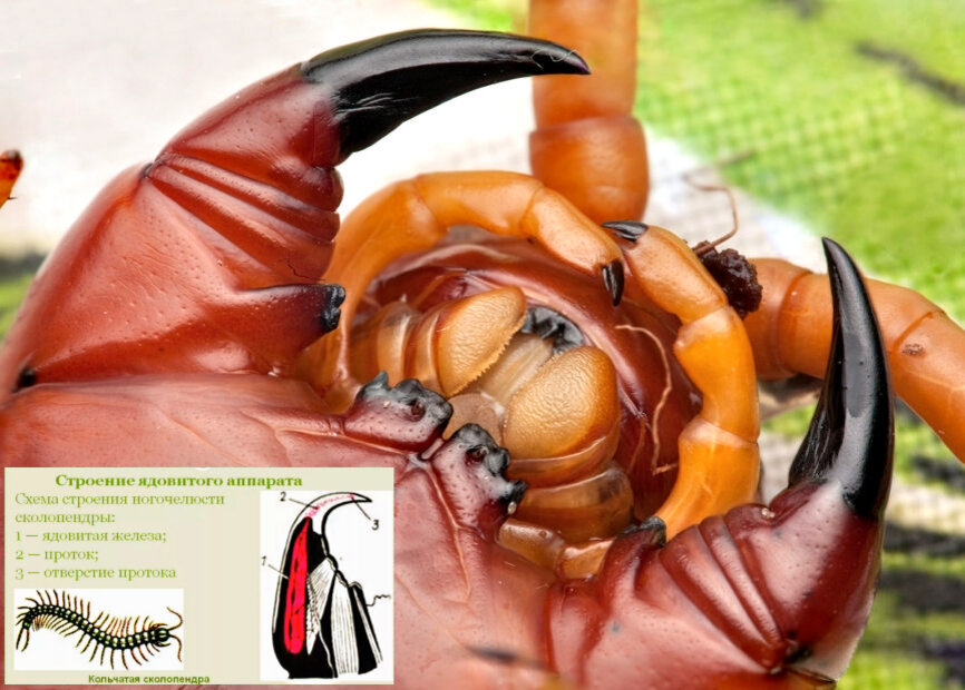 Портрет сколопендры