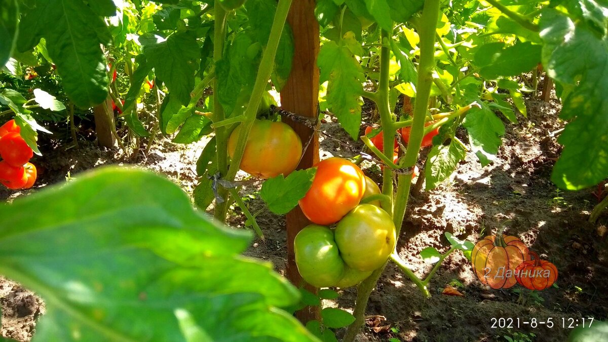 Сорт томатов «Яблонька России».