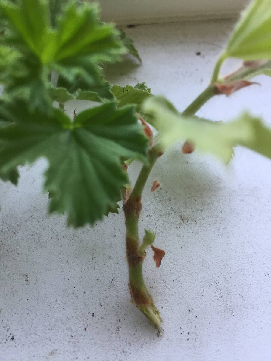 Здесь хорошо видно