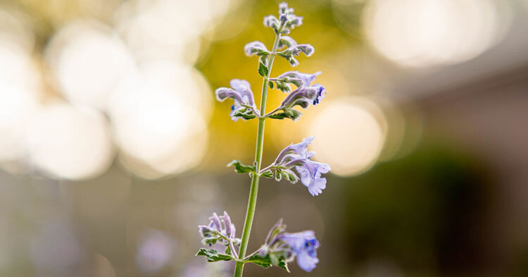 Диафрагма, фон и общие принципы композиции способны сделать ваши макрофотографии эффектными, либо превратить их в невзрачное ничто. Изображение: spp-photo.ru