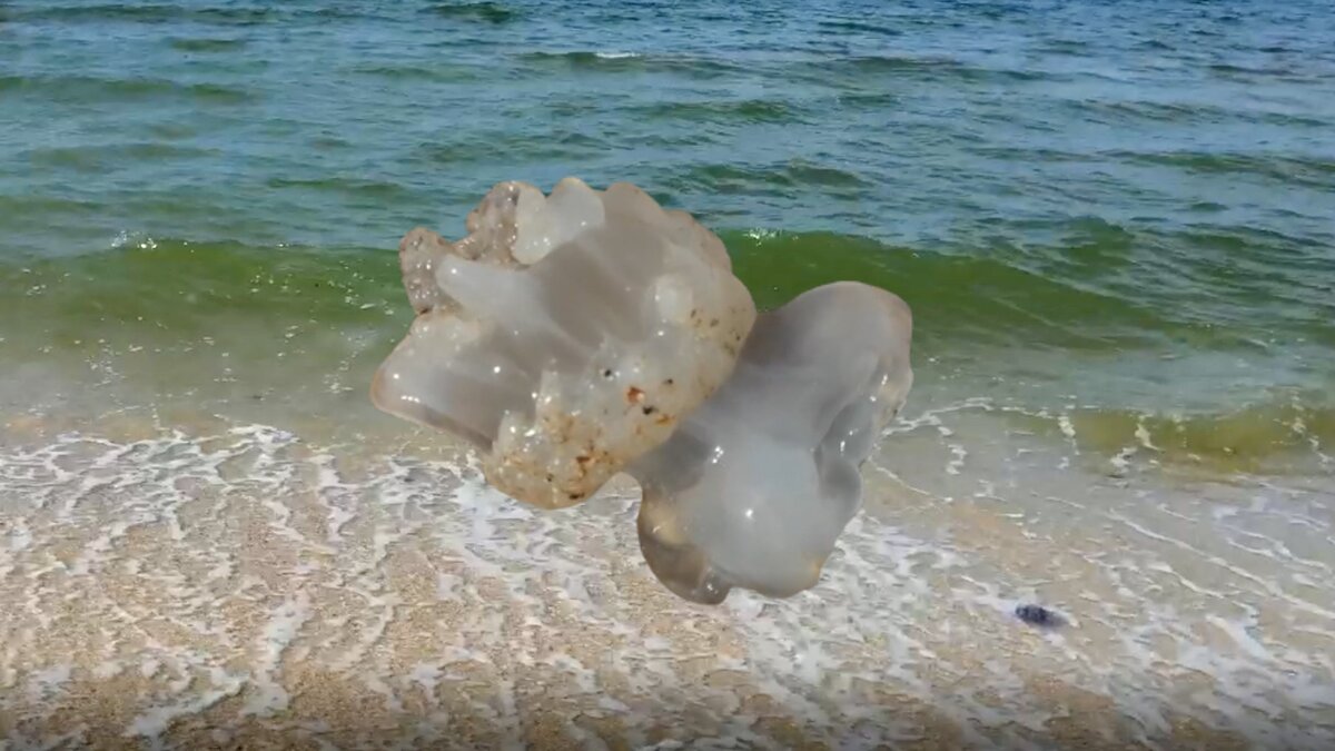 Медуза Азовского моря. 