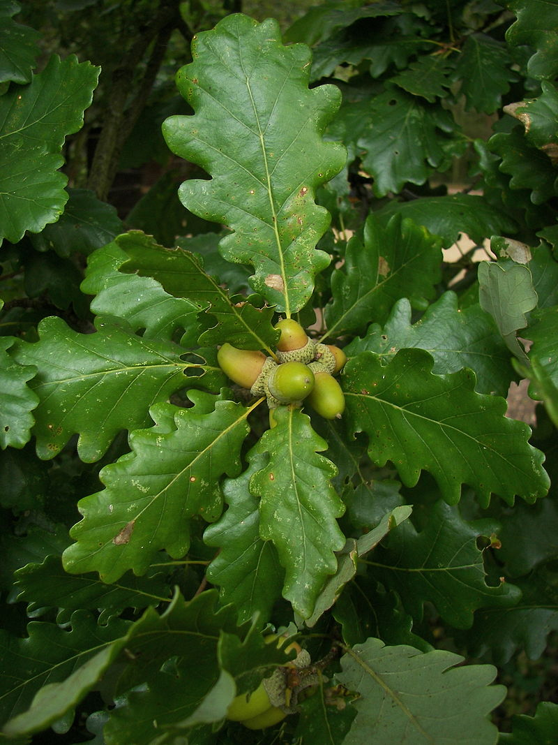 Дуб 4 года. Дуб черешчатый (Quercus Robur). Дуб скальный (Quercus petraea). Дуб черешчатый лист. Дуб черешчатый дуб скальный.