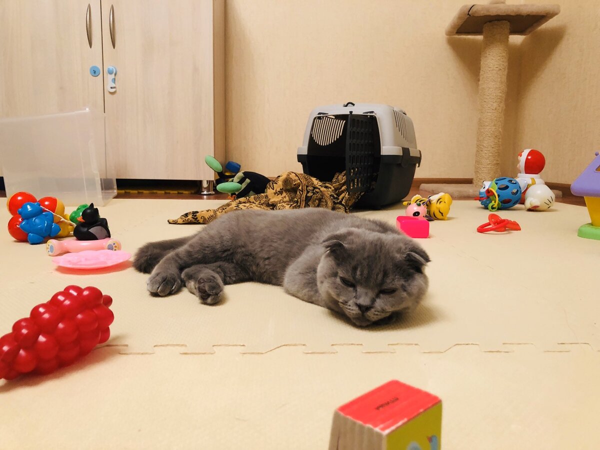 Уставший кот может заснуть где угодно