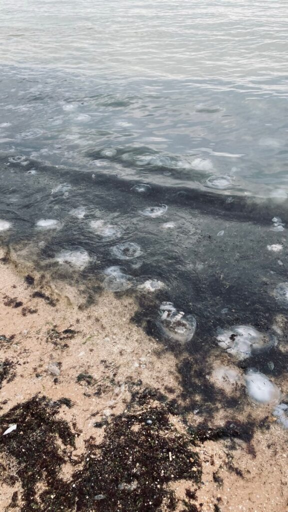 Худший день на побережье. Желе в морской капусте. Бррр! Хорошо, что это было только один день и погода была так себе.