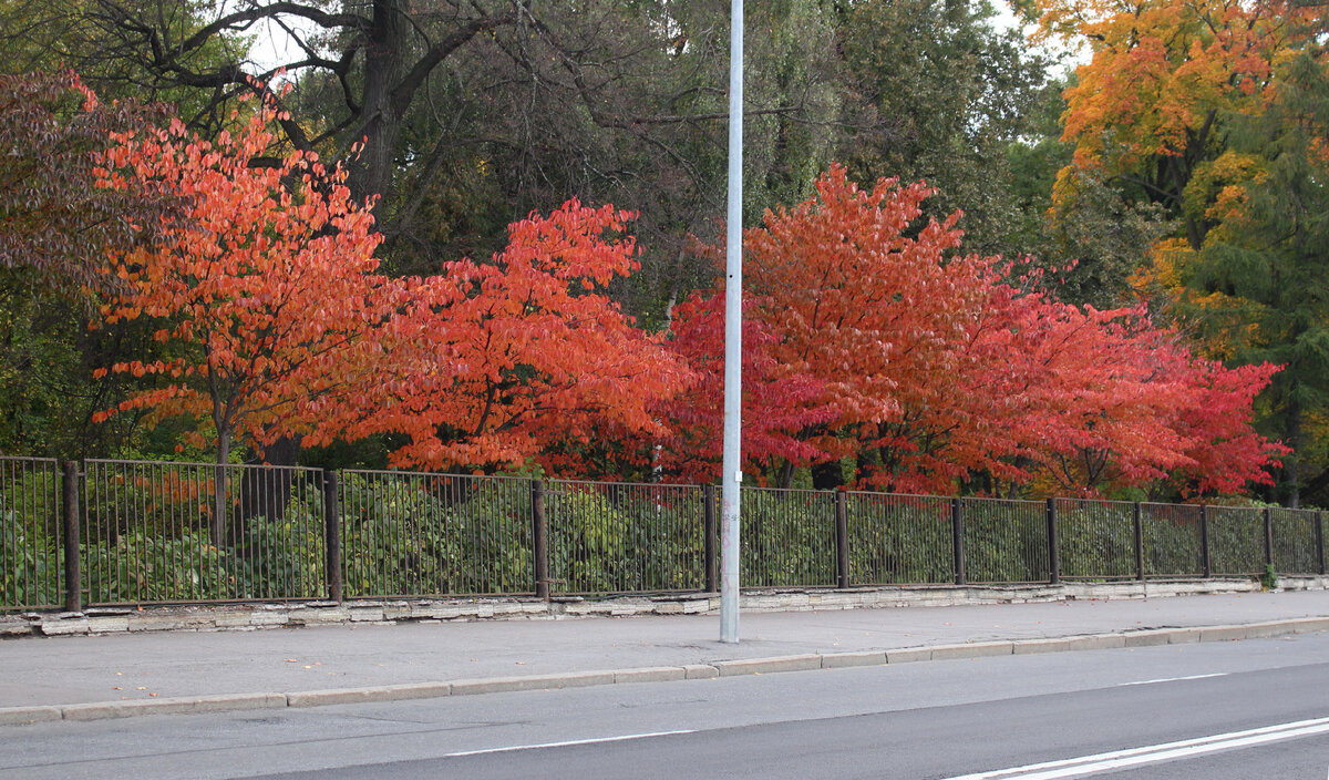  вид с Аптекарской набережной