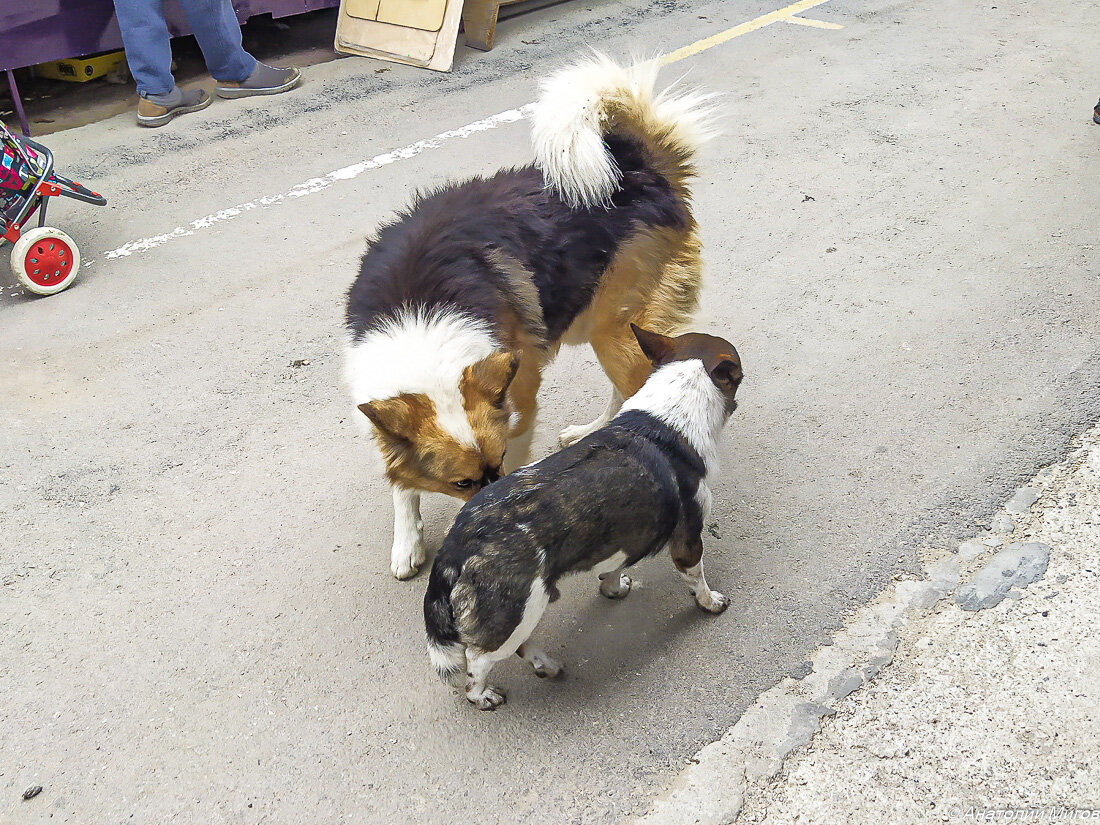 На фото: испуганный потеряшка, похожий пропорциями и размером на нашу кардиганшу Тильду.