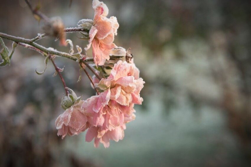 Мороз может очень повредить наши любимые розы