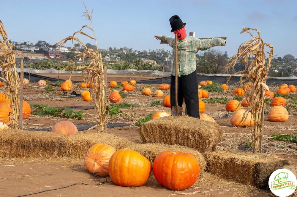 Тыквенное поле