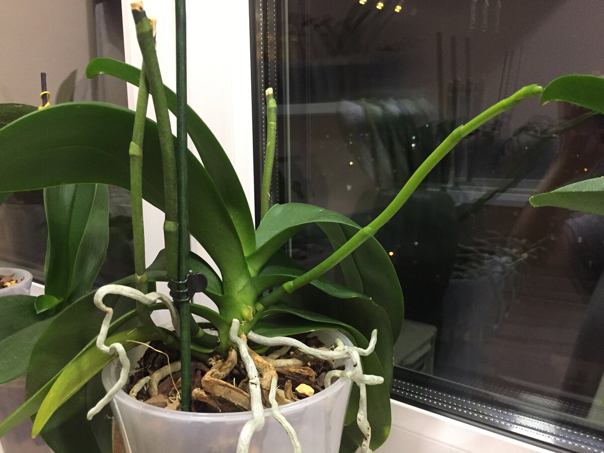 Равелло. Цветонос  справа, к окну тянется