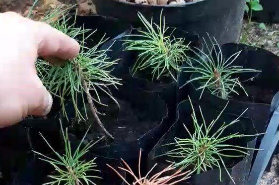 "Кедрята" четырехлетние малыши. Фото авторские