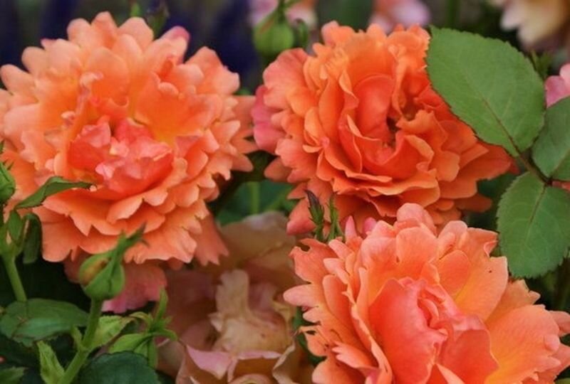  Роза Изи Даз Ит. Фото с сайта: https://capri-flower.com.ua.