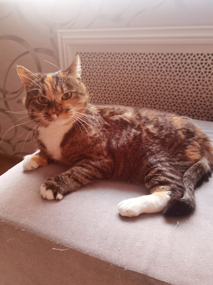 Наша выпускница Милочка (кошка с овощебазы)