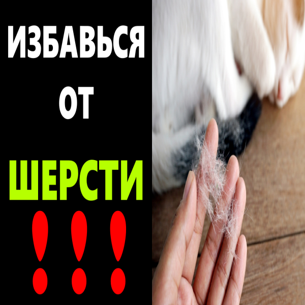 как избавиться от шерсти домашних животных
