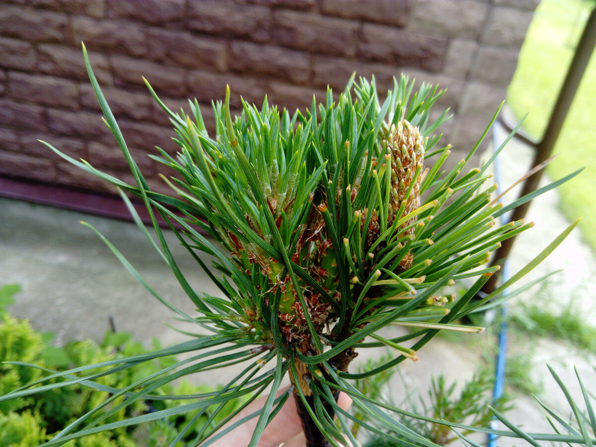 Прививке кедра на сосну один месяц. Слева сосна, справа кедр с обрезанными хвоинками. Новый побег у кедра. Фото автора.