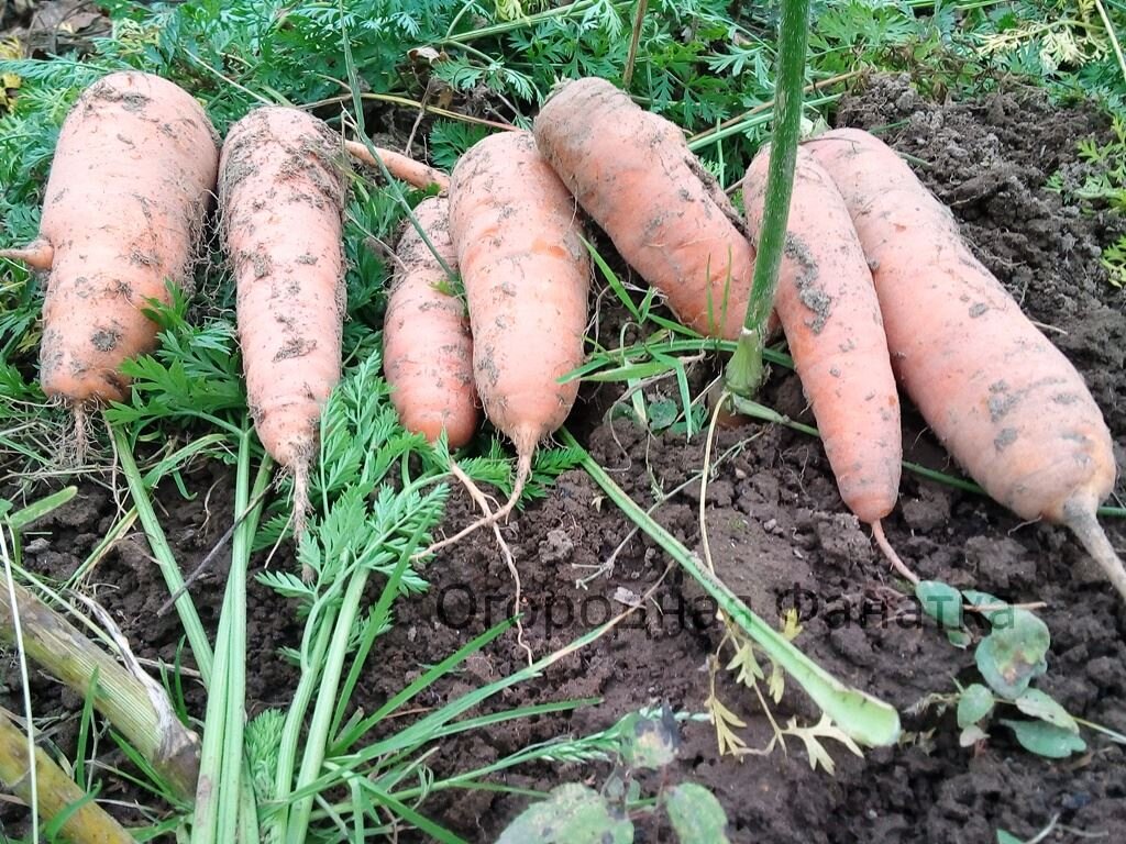 Собираю всегда хороший урожай моркови. Осенью. Летом конечно же прореживаю и использую для повседневных нужд